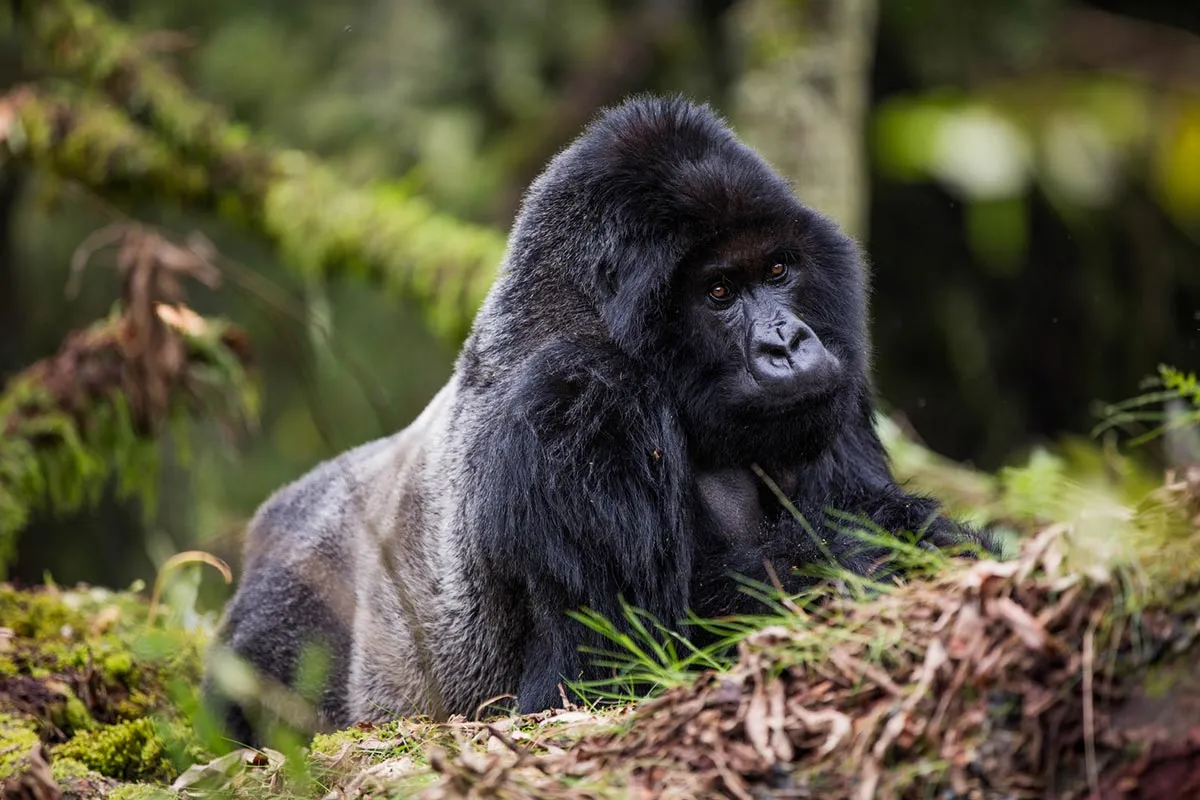 3 Day Rwanda Gorilla Trekking Safari - Uganda and Rwanda gorilla trekking