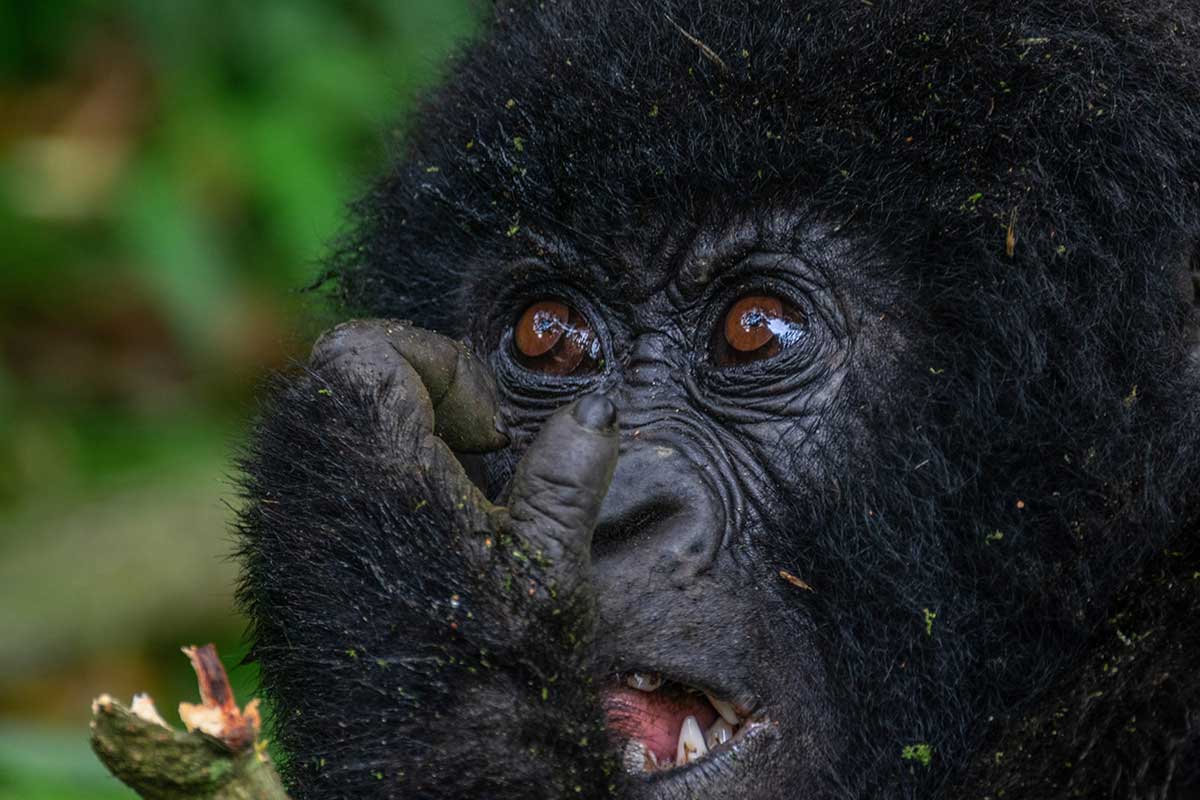4 Day Mgahinga Gorilla and Golden Monkey Safari - Uganda Safari - Gorilla Trekking