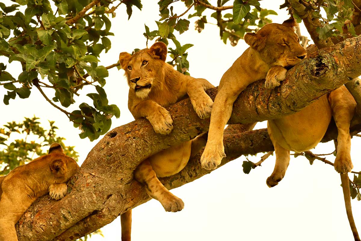 Lions-in-Queen-Elizabeth-NP Queen Elizabeth Lions