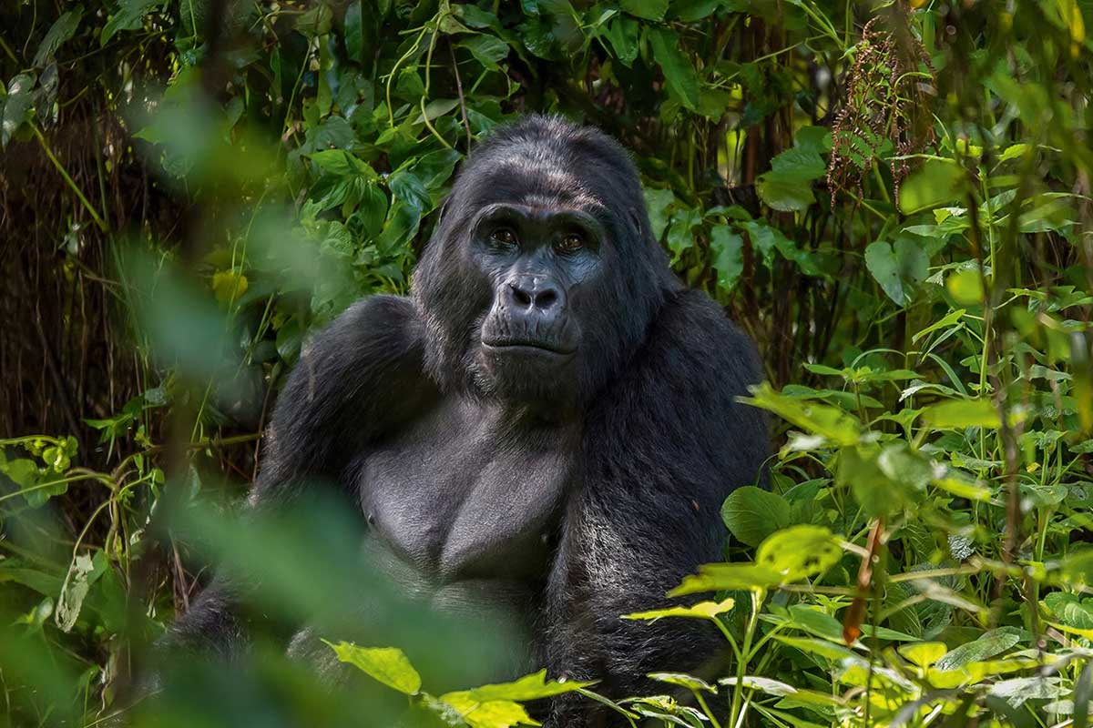 Uganda-gorillas-bwindi233 3 Day Bwindi Gorilla Habituation Experience from Kigali