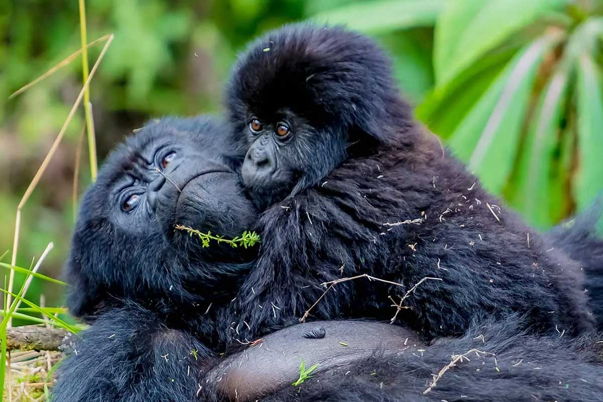 5 Day Rwanda Gorilla Trekking Safari & Dian Fossey Trail - Rwanda Safaris