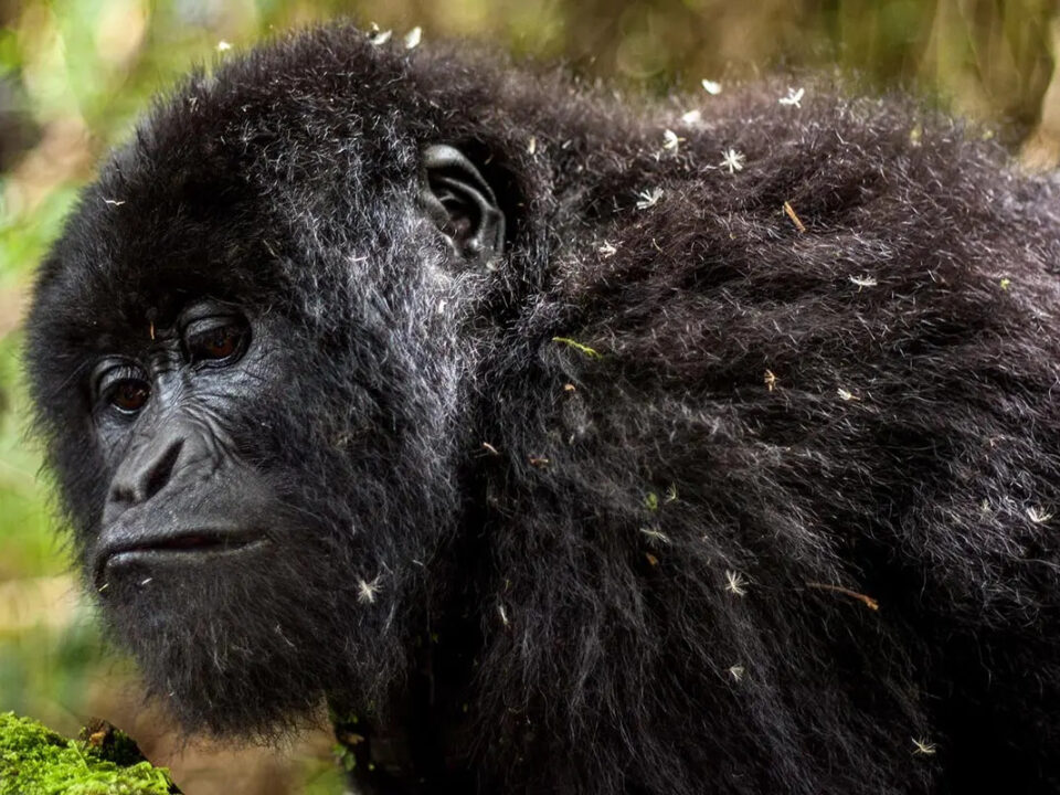 Mgahinga National Park