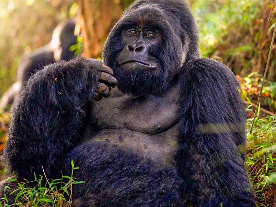 Mgahinga Gorilla Trekking Activities