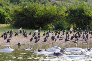 kizinga channel fishing