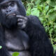 Best time gorilla trekking
