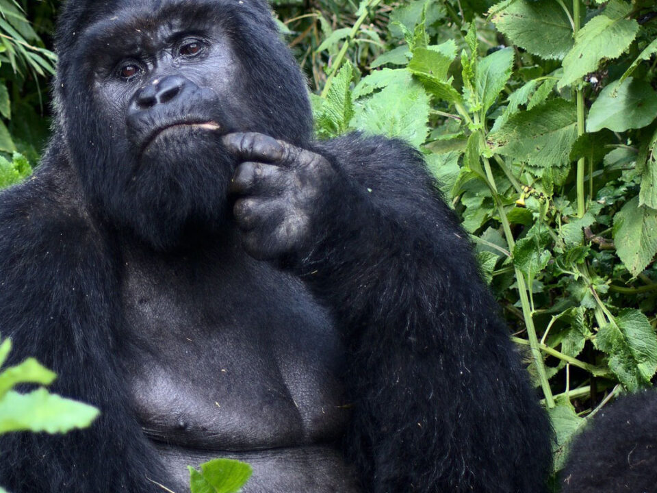 Best time gorilla trekking