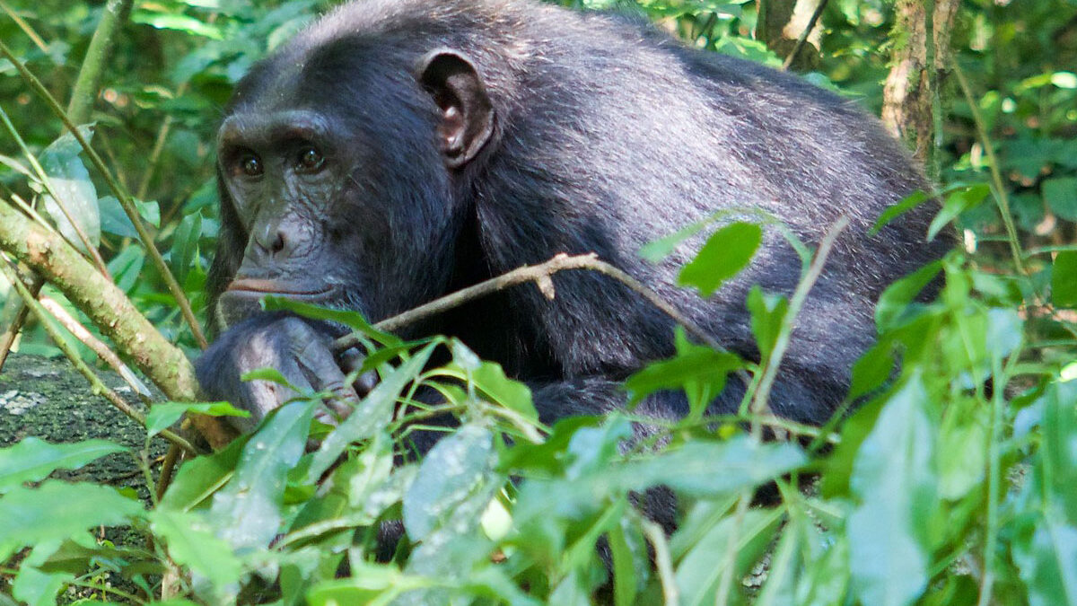 Gorillas Bwindi