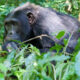 Gorillas Bwindi