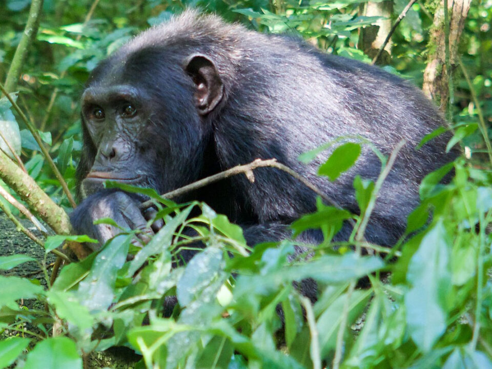 Gorillas Bwindi