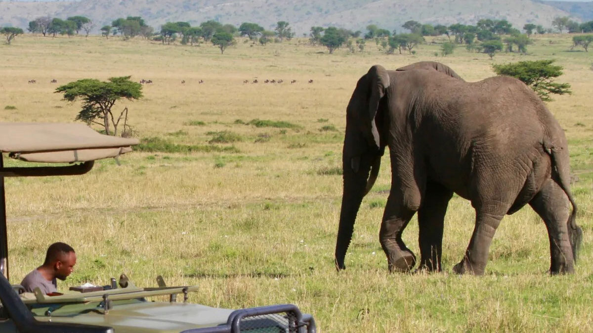 Game drive and wildlife safari