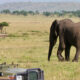 Game drive and wildlife safari