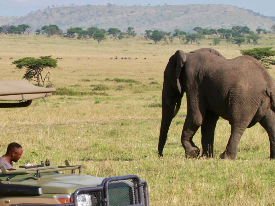 Game drive and wildlife safari