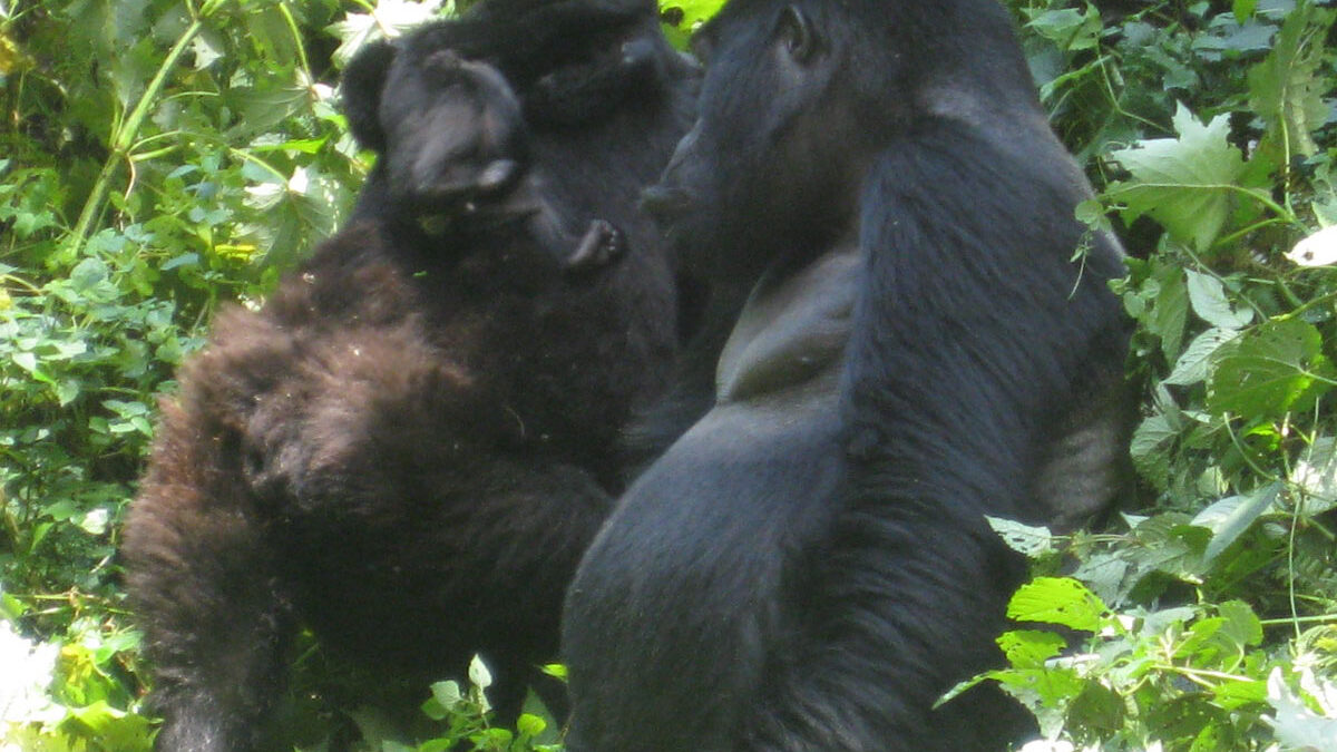 Guide to gorilla trekking bwindi