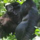 Guide to gorilla trekking bwindi
