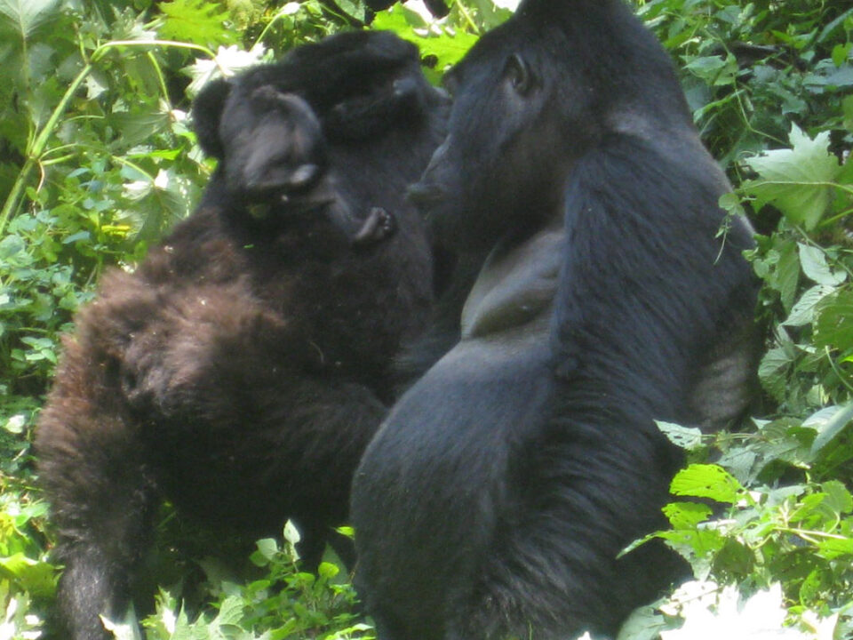 Guide to gorilla trekking bwindi