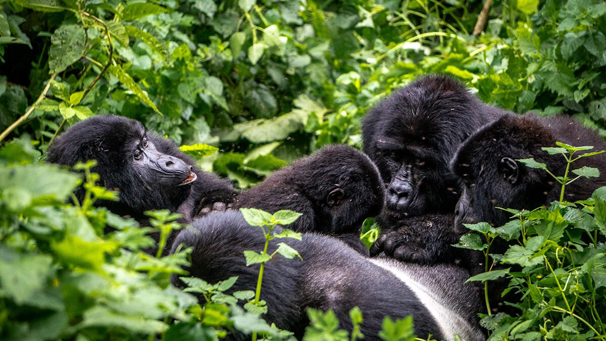 Gorilla trekking and habituation