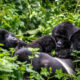 Gorilla in bwindi and mgahinga