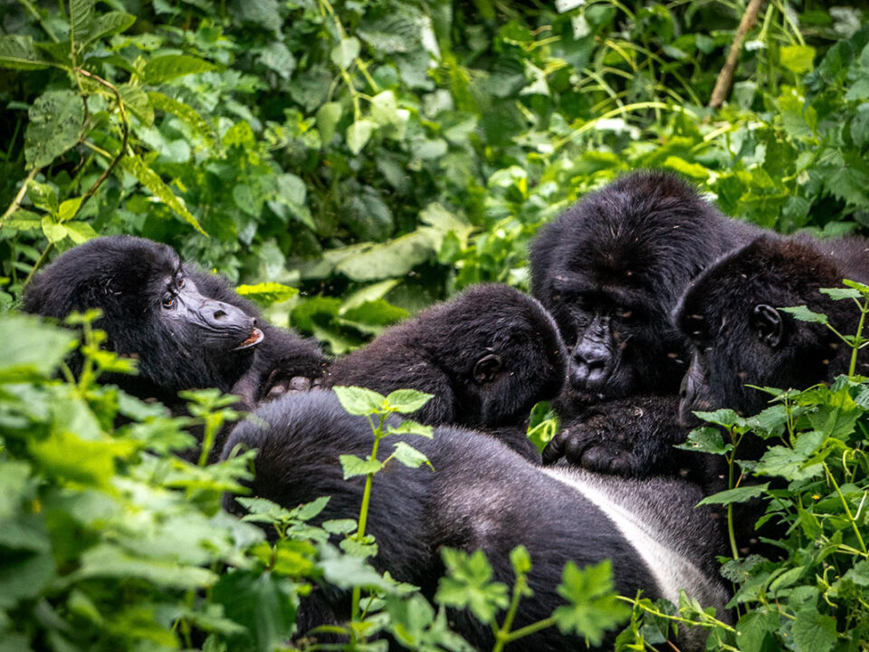 Gorilla in bwindi and mgahinga