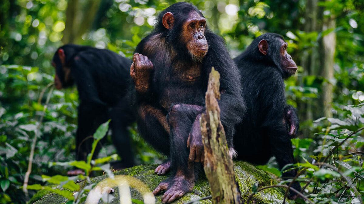 Chimpanzee trekking and habituation