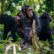 Chimpanzee trekking and habituation