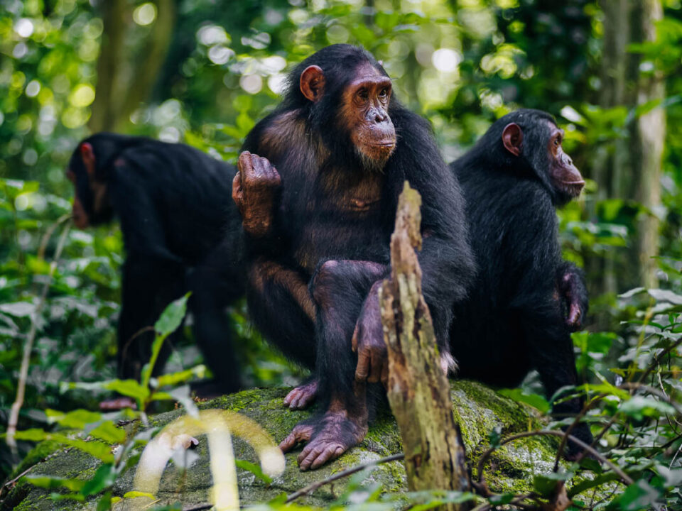 Chimpanzee trekking and habituation
