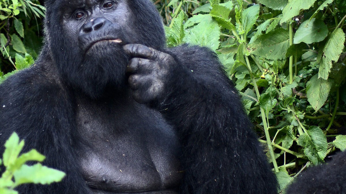 gorilla trekking tours uganda