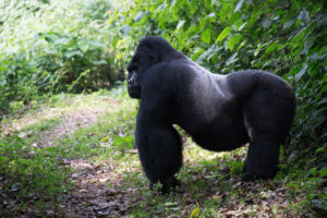 gorilla trekking tours uganda
