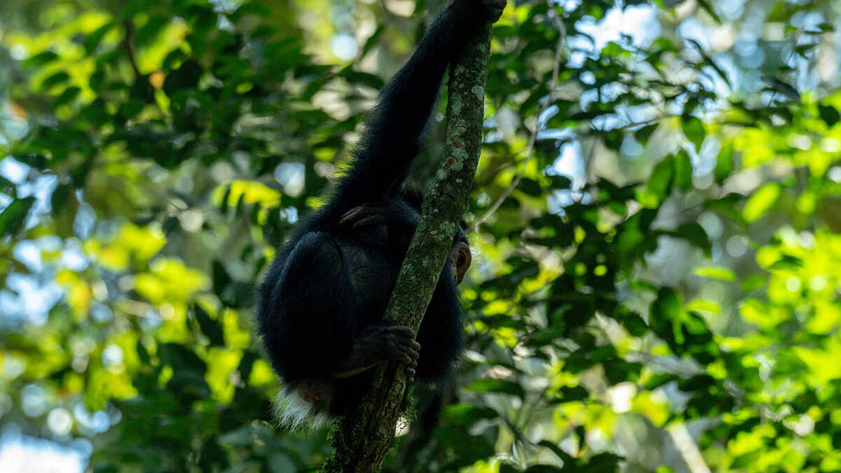 Best time to visit ugaanda