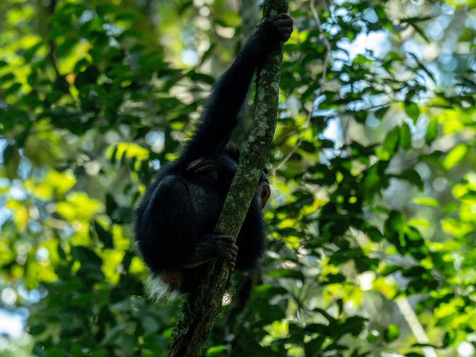 Best time to visit ugaanda