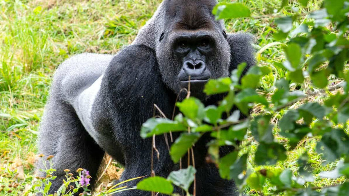 Budget gorilla trekking