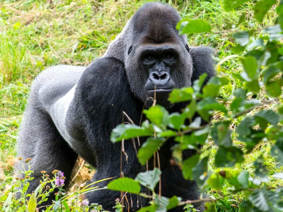 Budget gorilla trekking