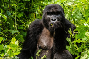 Bwindi National park
