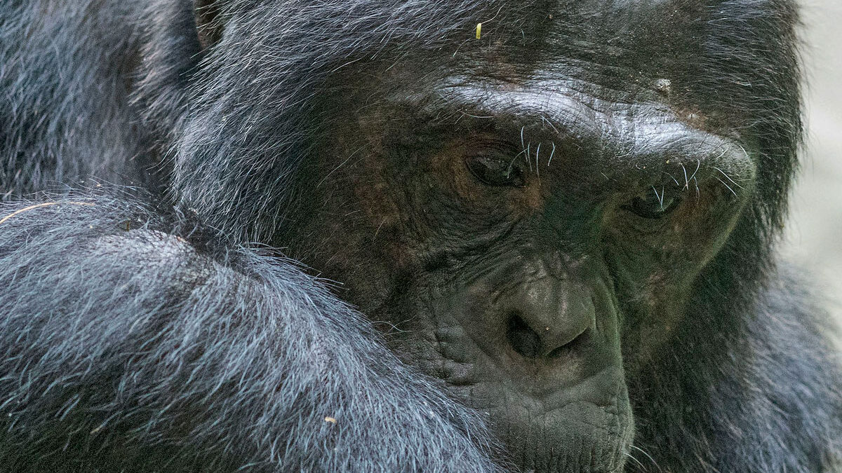 Chimpanzee and gorilla trekking combo