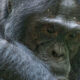 Chimpanzee and gorilla trekking combo