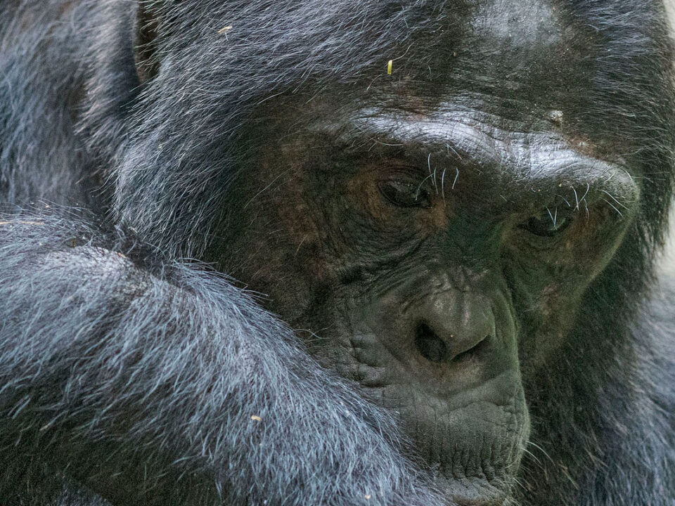 Chimpanzee and gorilla trekking combo