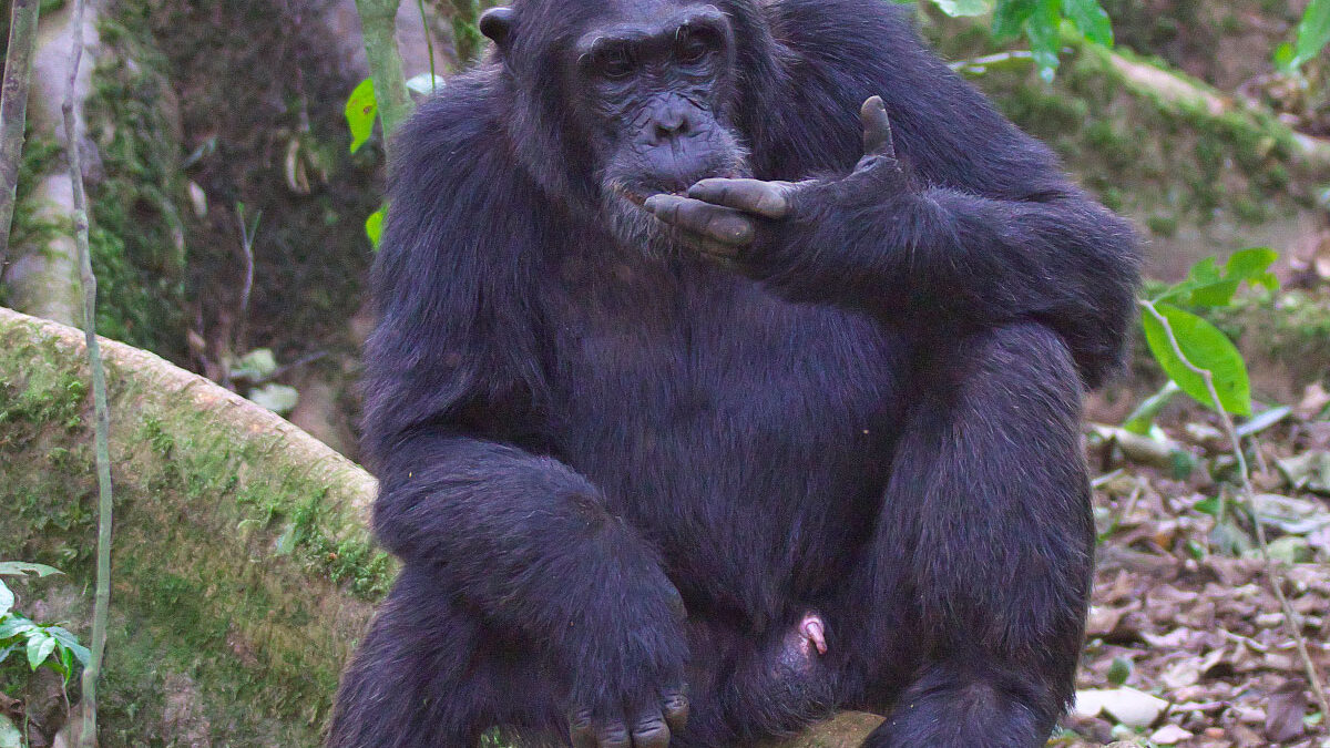 chimpanze in kibale national park