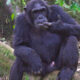 chimpanze in kibale national park