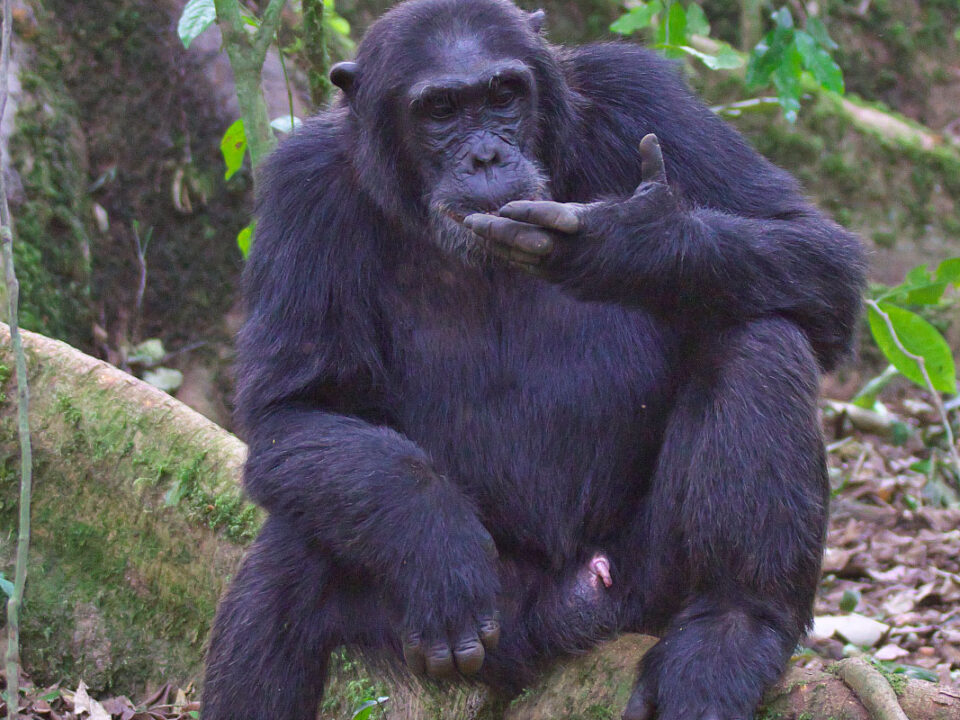 chimpanze in kibale national park