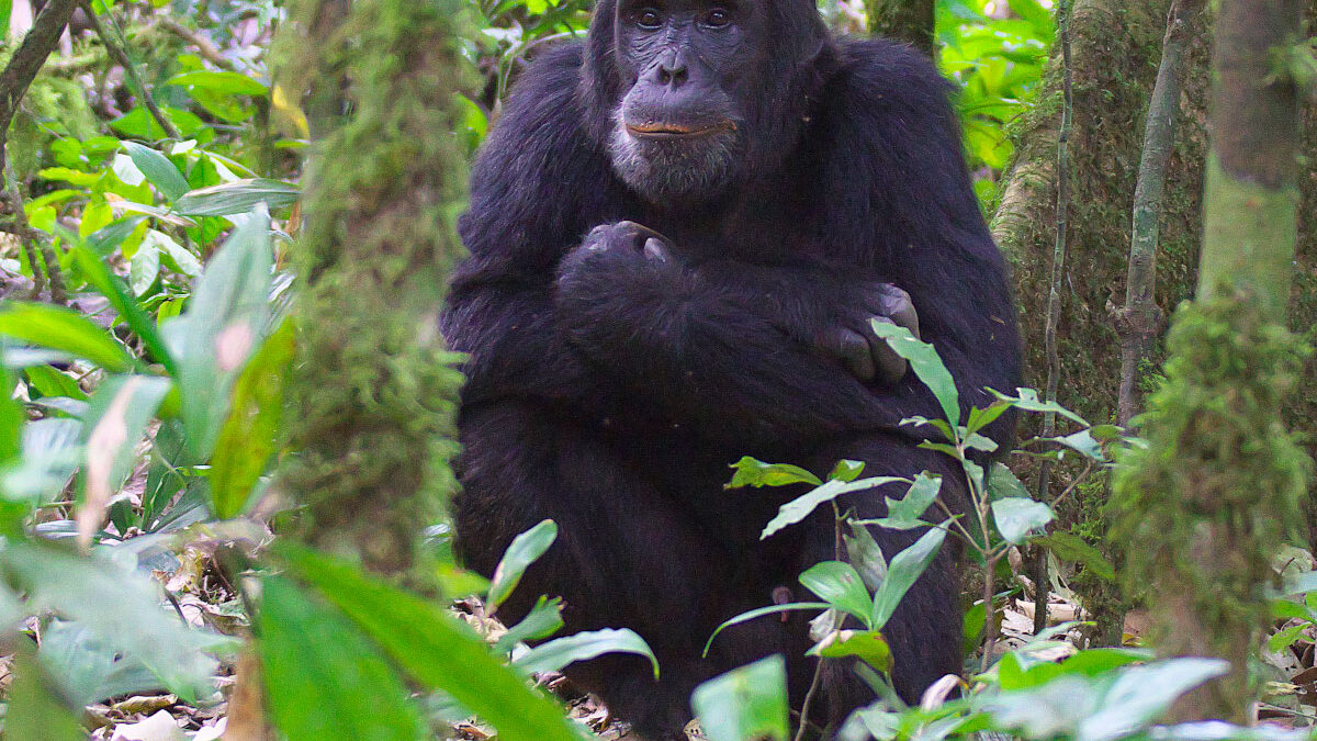 Gorilla trekking and chimpanzee