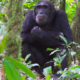 Gorilla trekking and chimpanzee