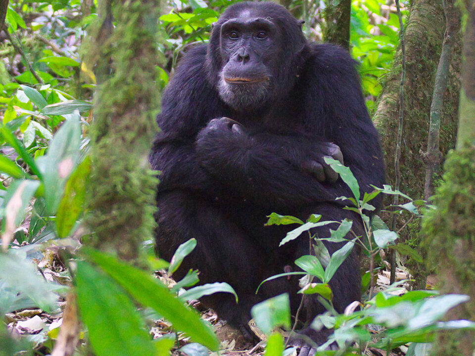 Gorilla trekking and chimpanzee