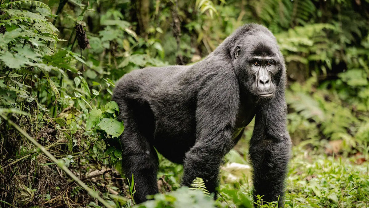 Budget gorilla trekking