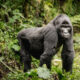 Budget gorilla trekking