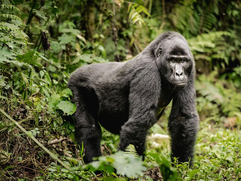 Budget gorilla trekking