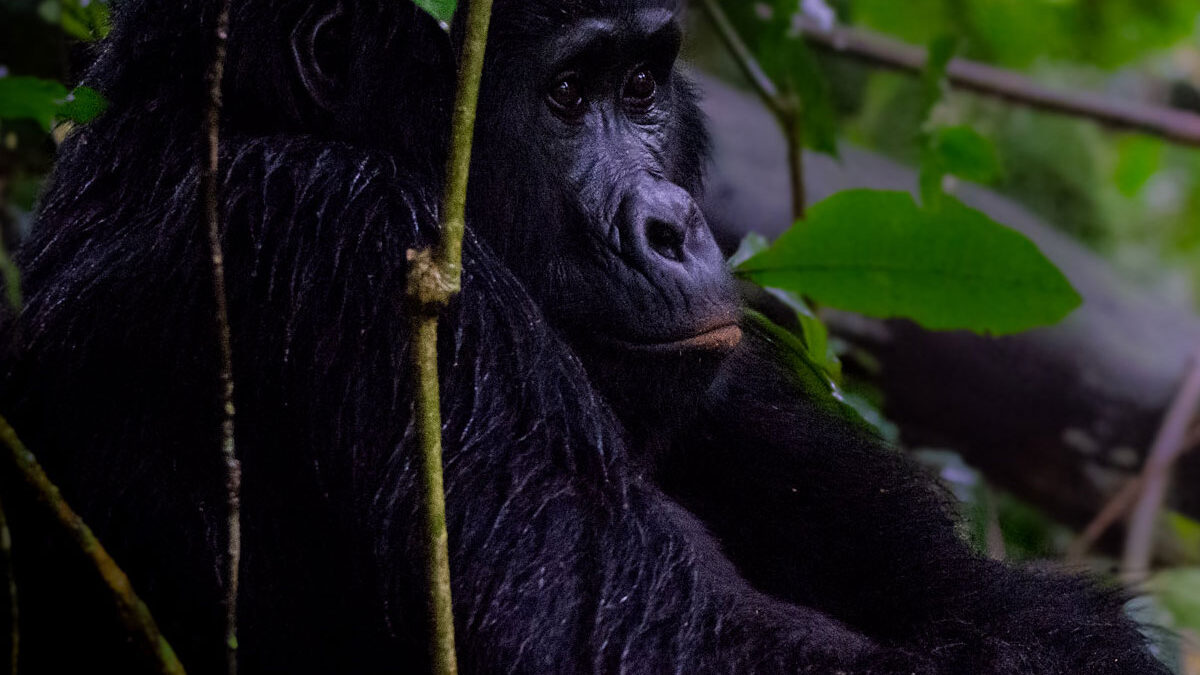 Budget gorilla trekking