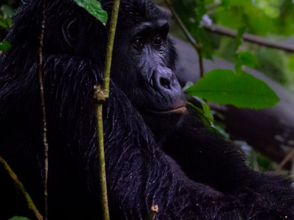 Budget gorilla trekking