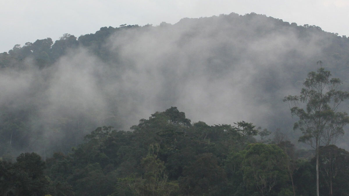 nkuringo trekking experience