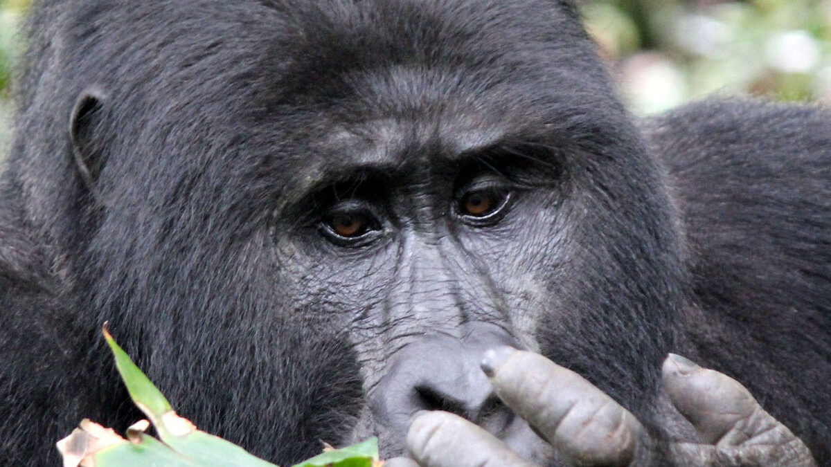 Bwindi national park