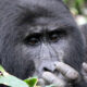 Bwindi national park