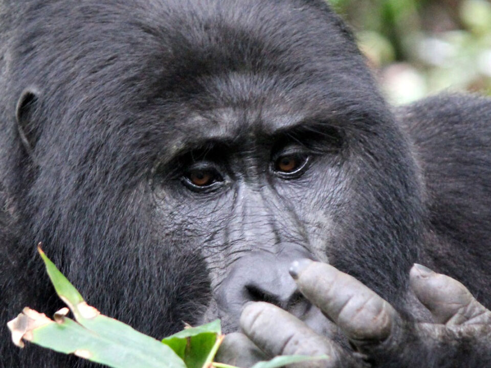 Bwindi national park